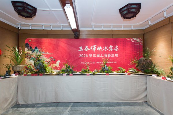 长三角春兰名品齐聚上海！第三届春兰展今天启幕，非遗传承人现场“传技”